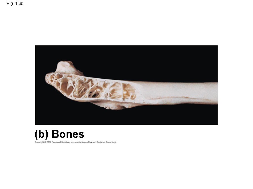 Fig. 1-6b (b) Bones